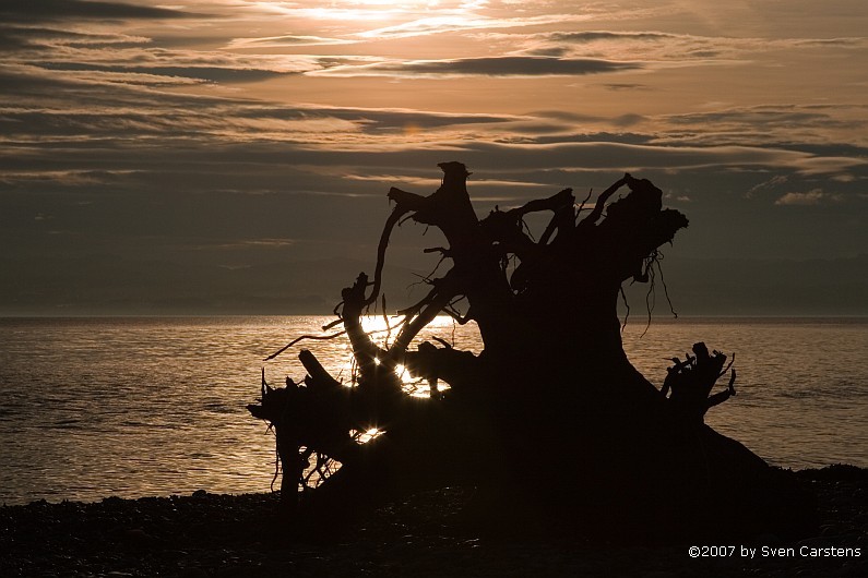 Wurzel im Gegenlicht